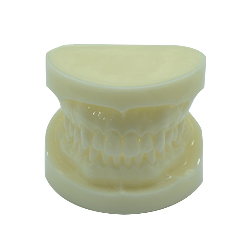 Modelo de dientes de alundum blanco UM-S22
   