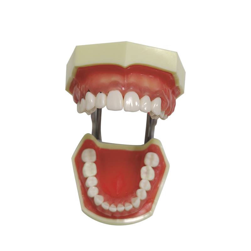 UM-4023 Modelo de mandíbula con enfermedad periodontal
   