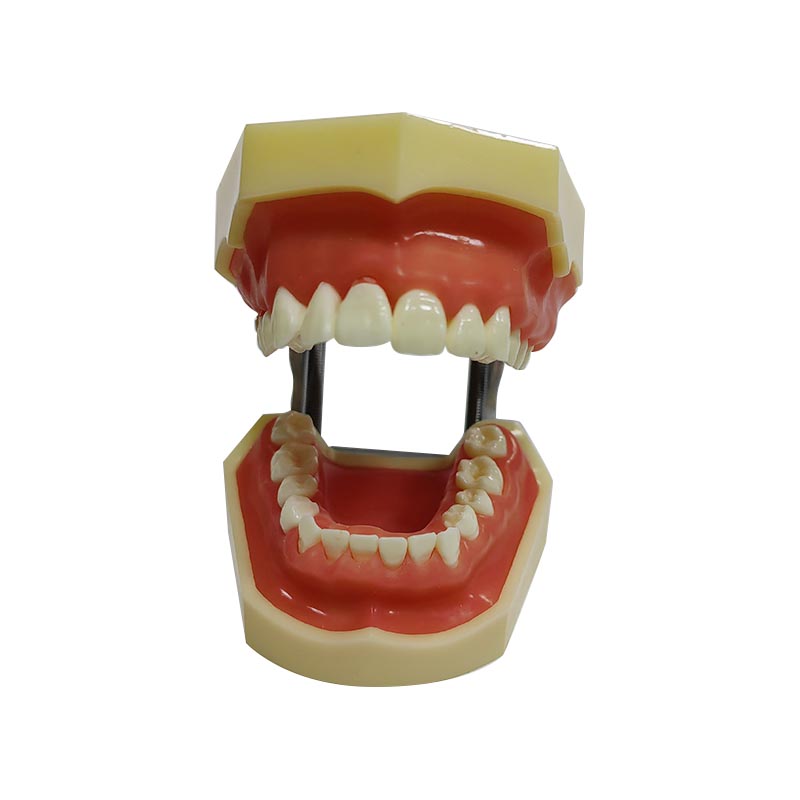 Modelo periodontal UM-4022
   