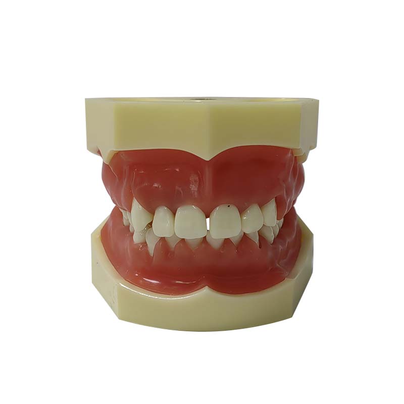 Modelo periodontal UM-4024
   