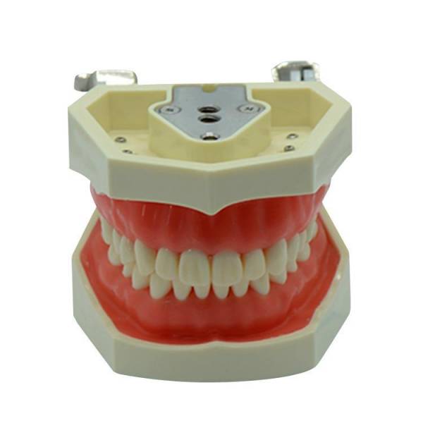 Modelo de obturación de conducto radicular UM-L1
   