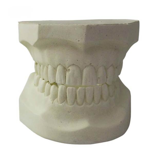 Modelo de dientes de alindón blanco UM-S22