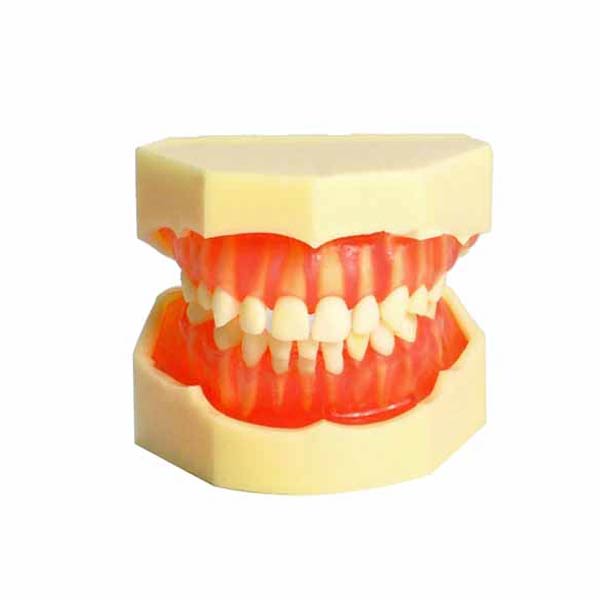 UM-7009 extraíble modelo de dentición para niños (20 removibles Teech)