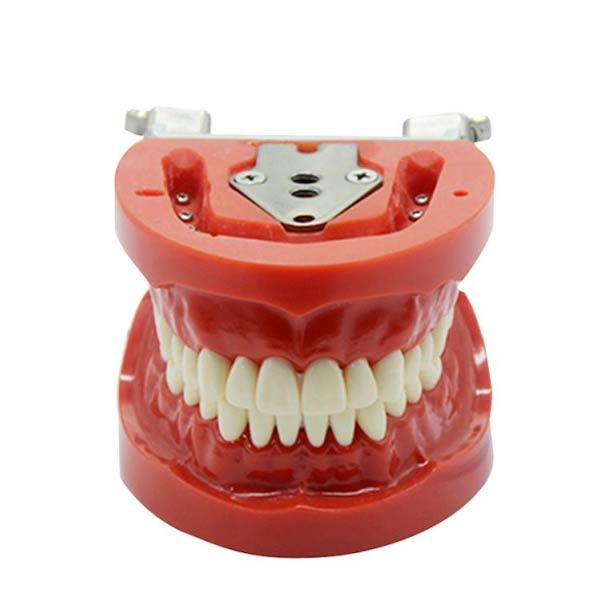 UM-A3 modelo estándar de los dientes (Nissin)