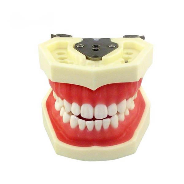 UM-A4 modelo de diente estándar (goma suave 28 dientes)