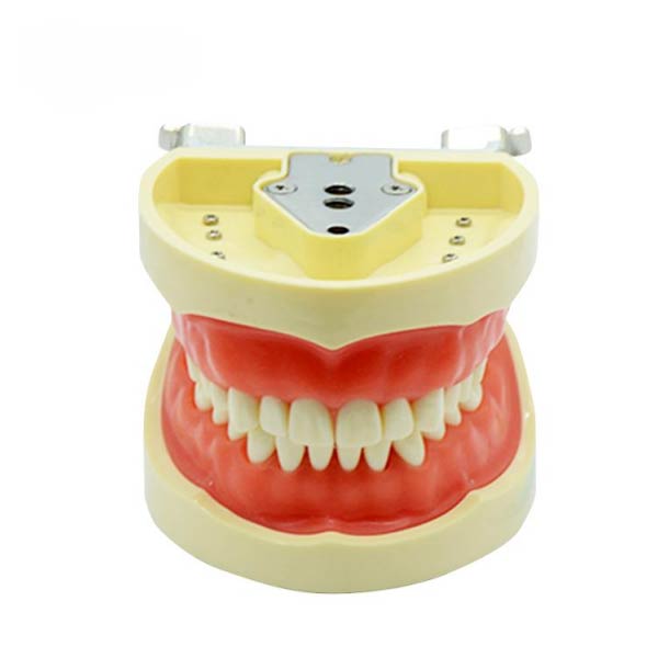 UM-A6 modelo de diente estándar (goma suave 32 dientes)