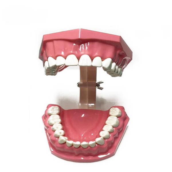 UM-A8-01 modelo de demostración de cepillado de dientes para adultos (28 dientes)