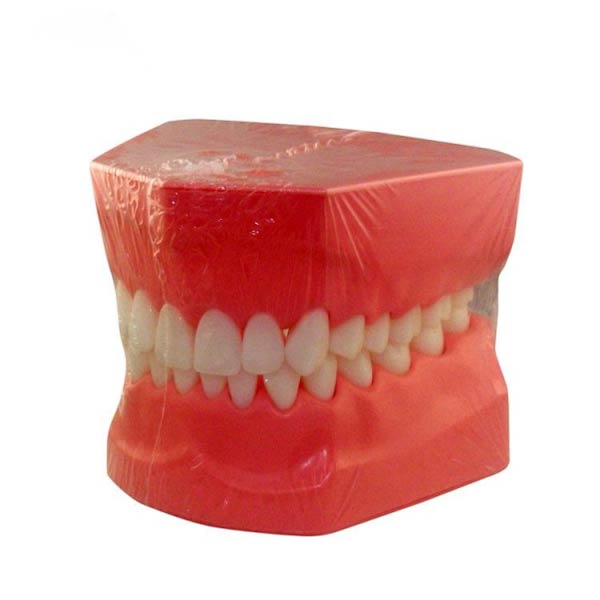 UM-A8 modelo de demostración de cepillado de dientes para adultos