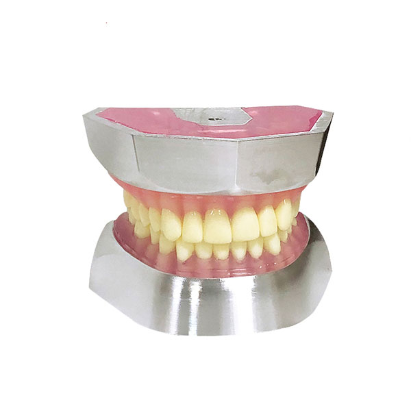 Modelo de extracción de dientes de resina UM-L16 (sólo 32 dientes)