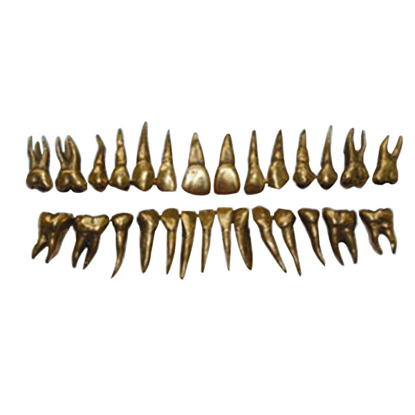 UM-D13 morfología de los dientes de metal