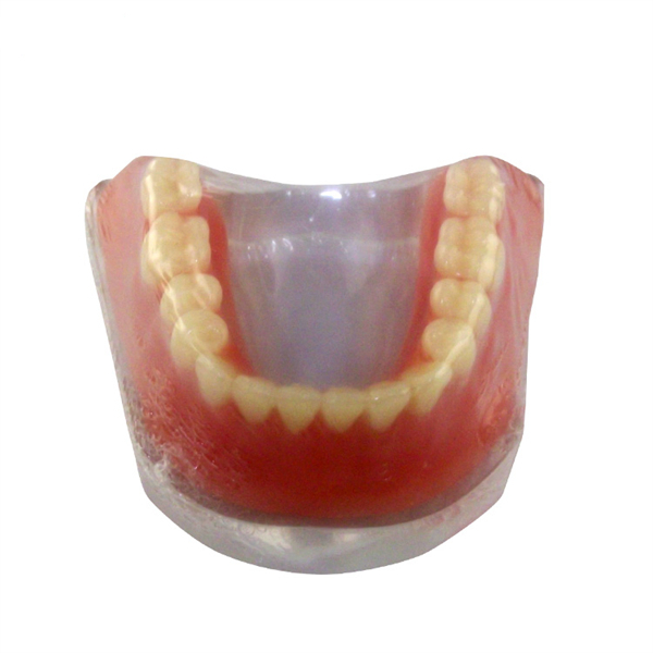 Modelo de mandíbula de la práctica del implante de UM-Z5