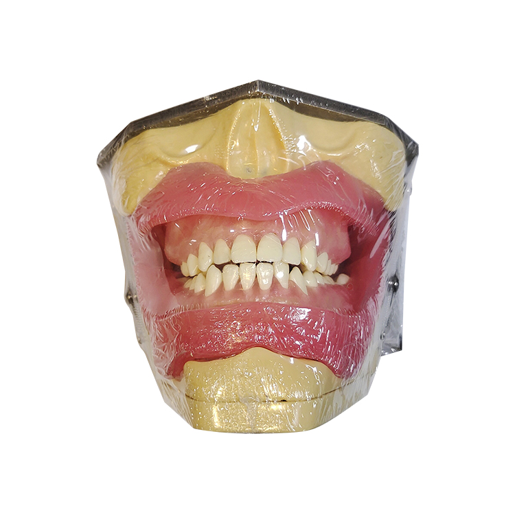 Modelo UM-L2 para la anestesia oral y la extracción del diente