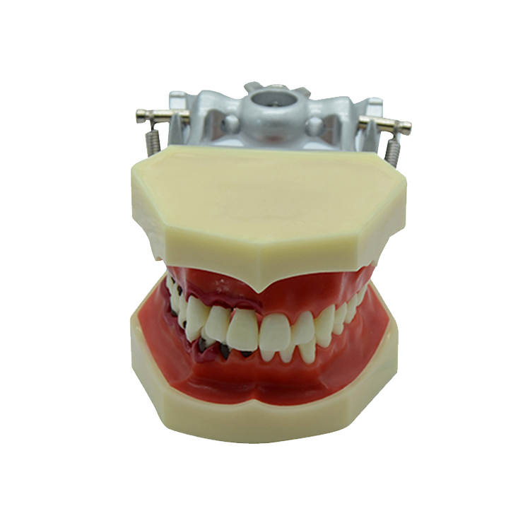 UM-4025 Modelo periodontal